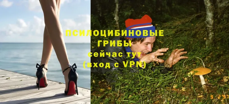 omg как зайти  Гай  Псилоцибиновые грибы мухоморы 